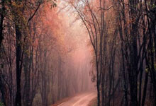 金沙国际：NBA战报：约基奇39分三双，大洛26分，掘金127-117力克残阵雄鹿.